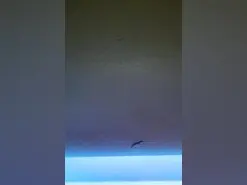 Amateur Best Webcam of thesacredduo