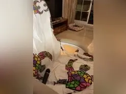 Amateur Sex Cam of Artemisa23