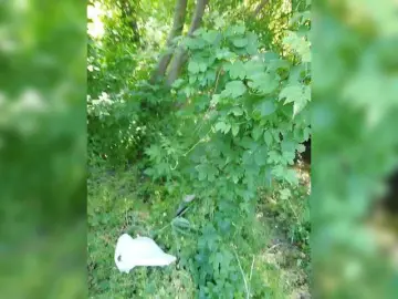 Bongacams Watch Live Sex Cams of Lubovniki