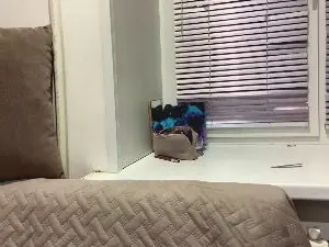 Cam4 Sex Cam of ShamikaLeidig