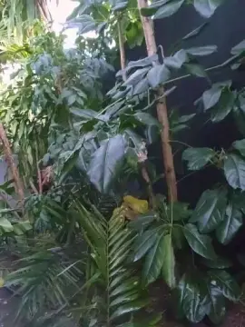 Cam4 Free Porn Cam of argonxxx