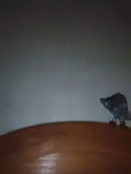 Cam4 Live Porn of Tugata