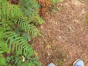 Cam4 Live Sex Cam of Cuni40