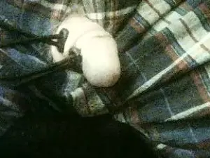 Cam4 Nude Webcam of rob4844262481