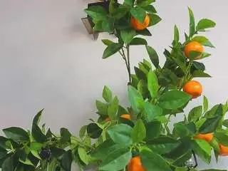 Camsoda Best Webcam of karienickeson