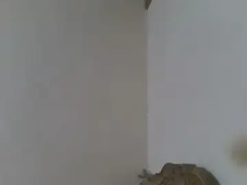 Stripchat Best Webcam of elpoop7305