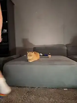 Stripchat Best live sex cam show of Bastet